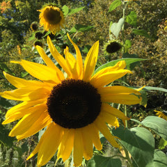 Arikara Sunflower