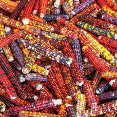 Painted Mountain Corn