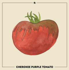 Cherokee Purple Tomato