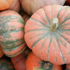 Ukrainian Squash