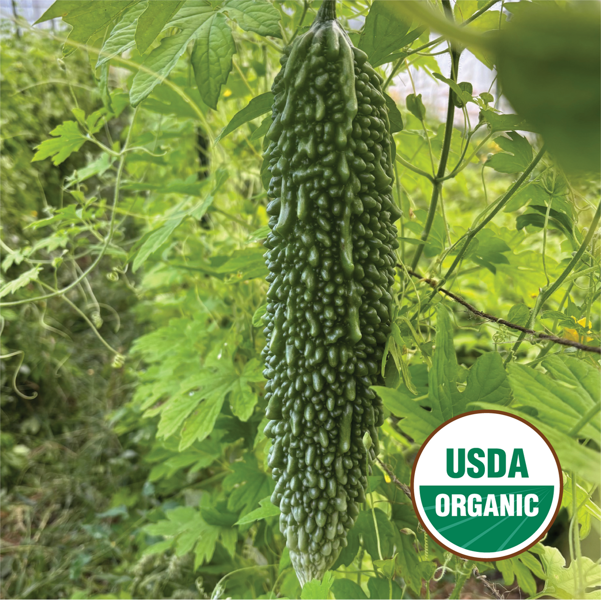 Bitter Melon – North Circle Seeds