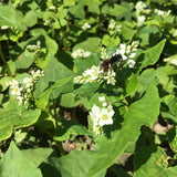 Buckwheat - Cover Crop Seed