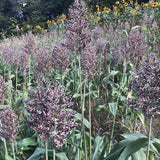 White Sorghum