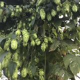 Hops