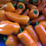 Orange Lunchbox
