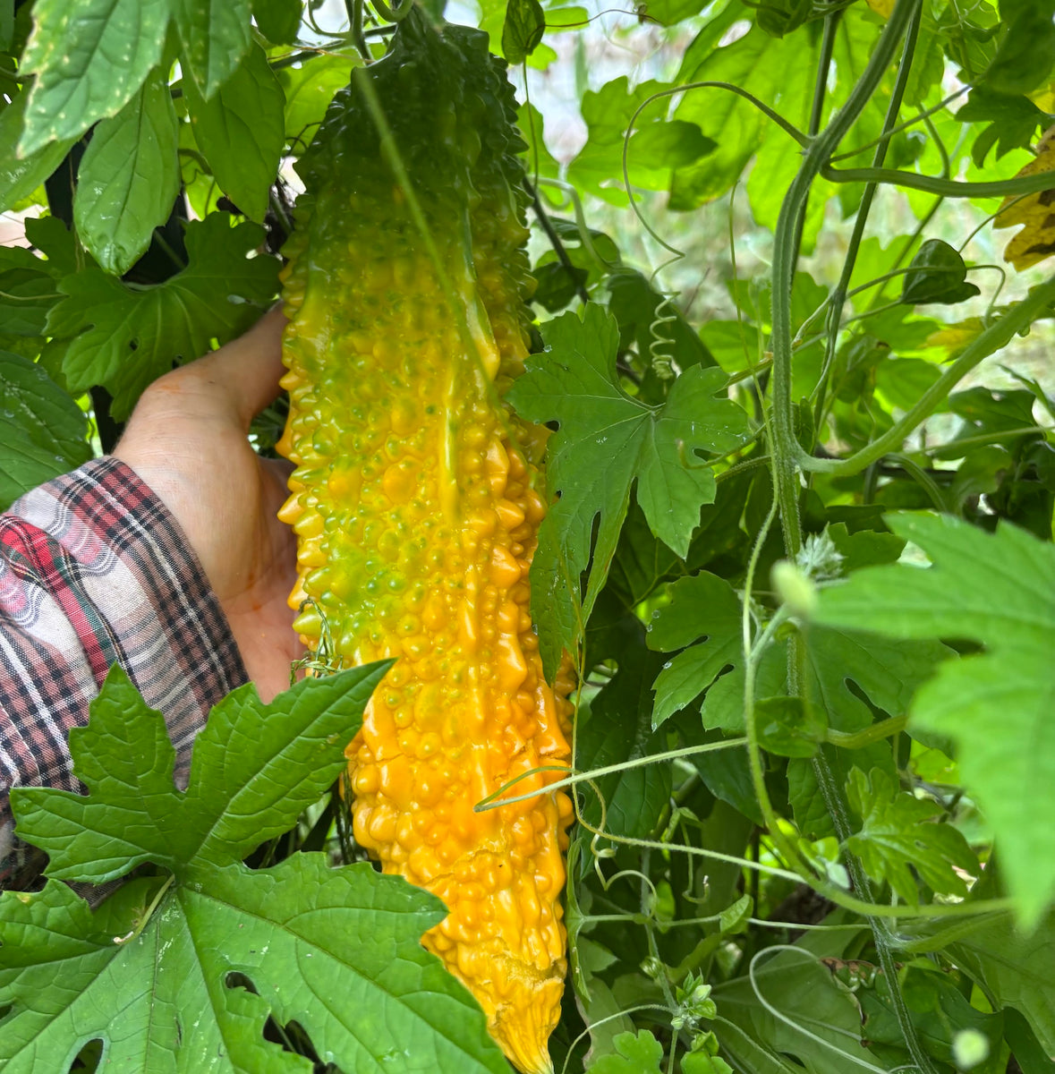 Bitter Melon – North Circle Seeds