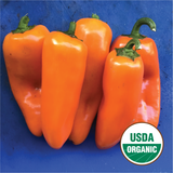 Orange Lunchbox