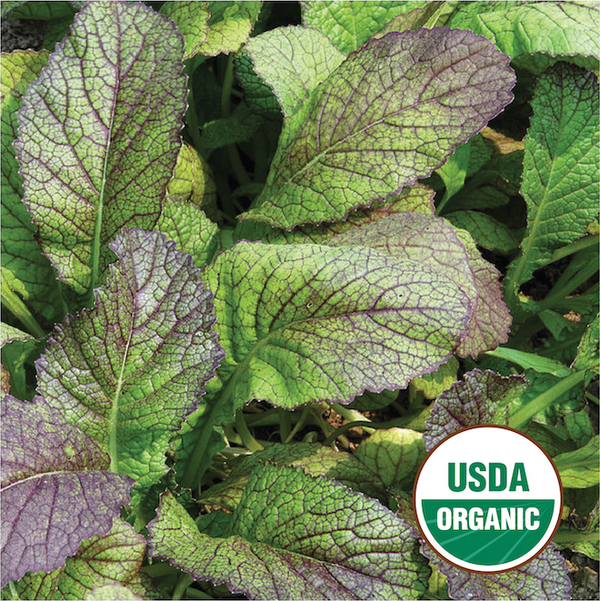 Red Giant Mustard