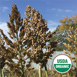 White Sorghum