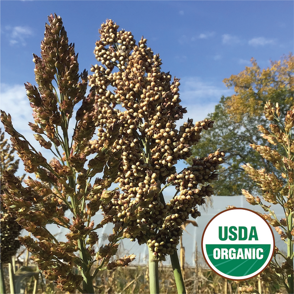 White Sorghum