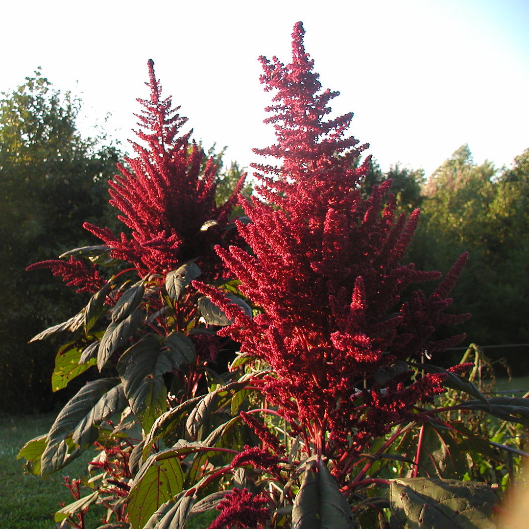 Fercita Amaranth North Circle Seeds