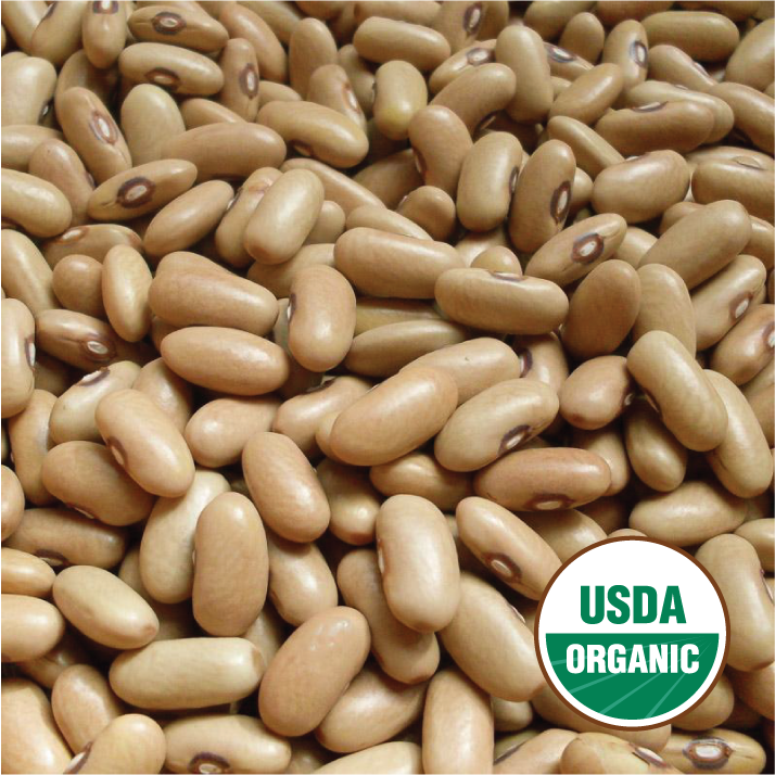 Arikara Yellow Bean North Circle Seeds