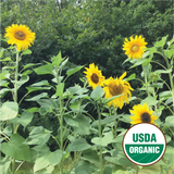 Arikara Sunflower