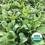 Arugula