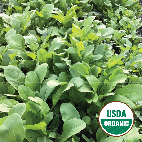 Arugula