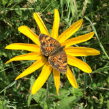 Black Eyed Susan