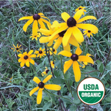 Black Eyed Susan