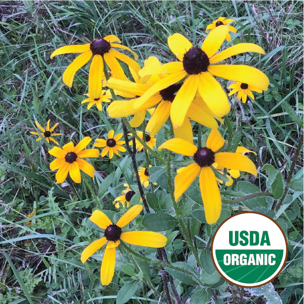 Black Eyed Susan