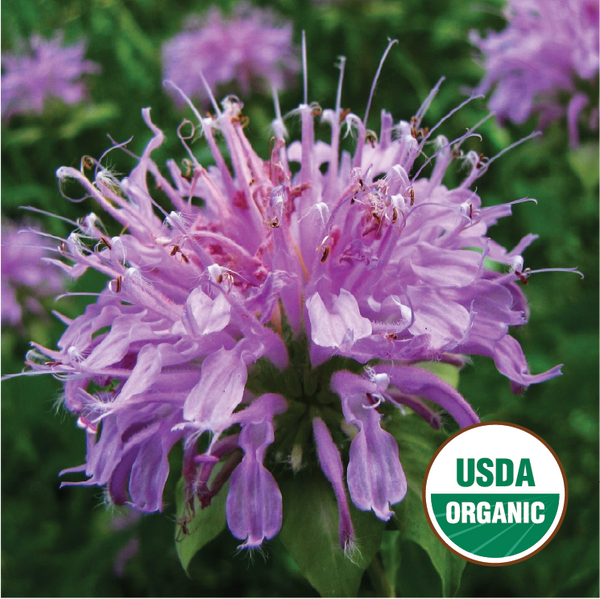 Wild Burgamot