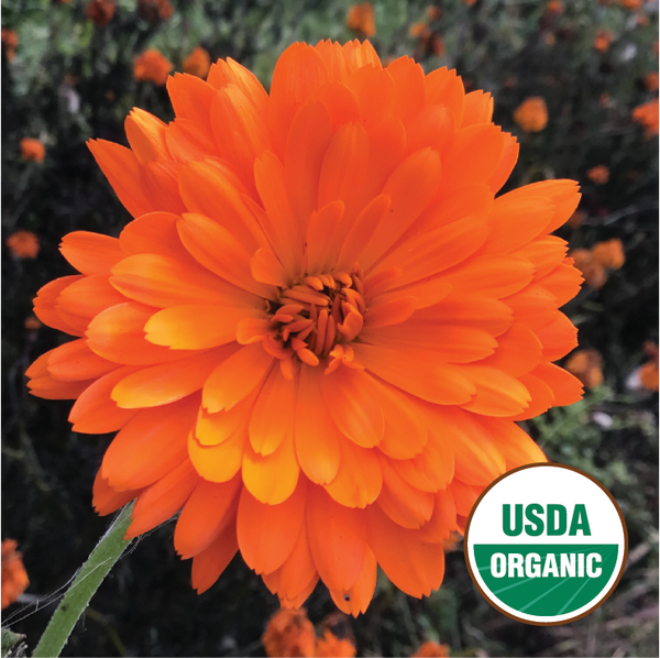 Calendula