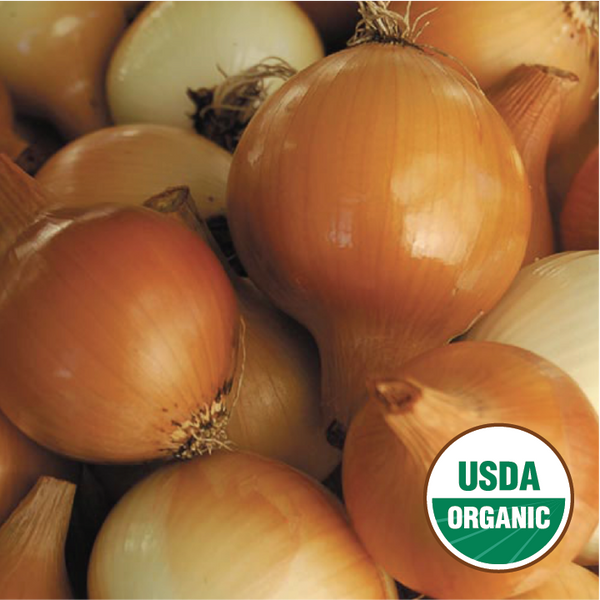 Clear Dawn Onion