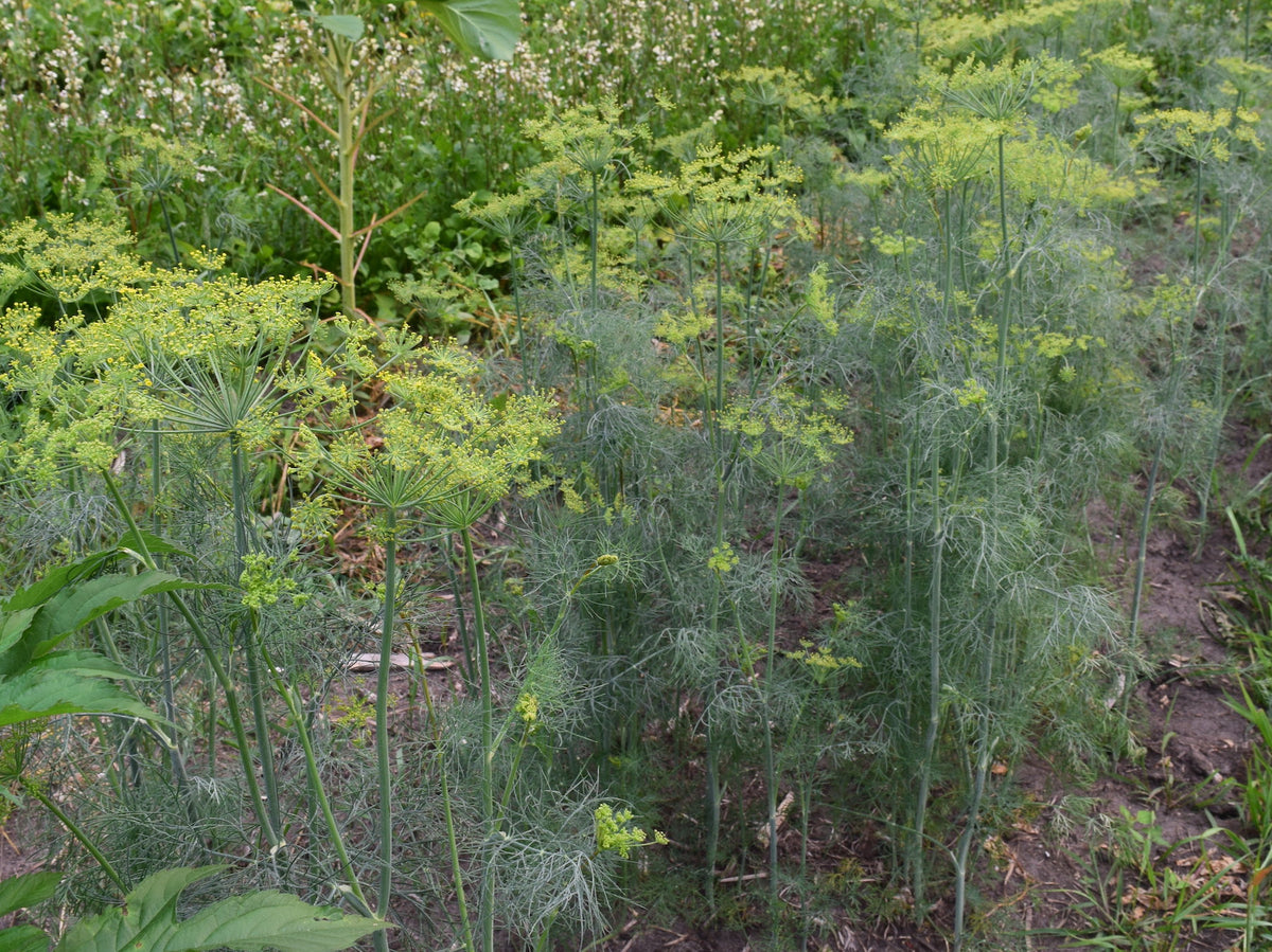 Bouquet Dill North Circle Seeds