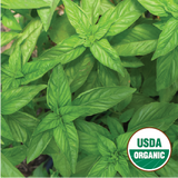 Genovese Basil