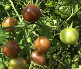 Black Cherry Tomato