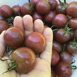 Black Cherry Tomato