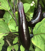 Eggplant Lovers