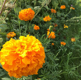 Orange Marigold Mix