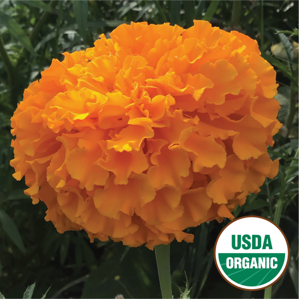 Orange Marigold Mix