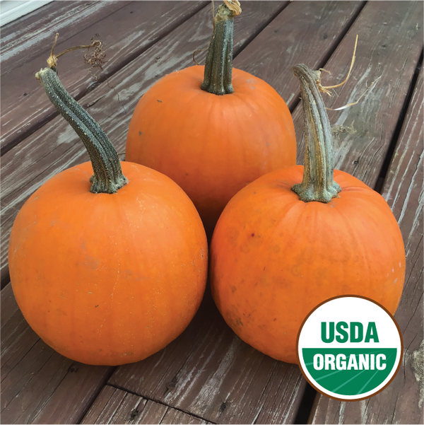 North Circle Pumpkin