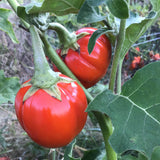 Red African Eggplant