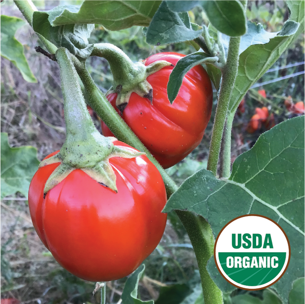 Red African Eggplant