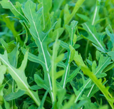 Arugula