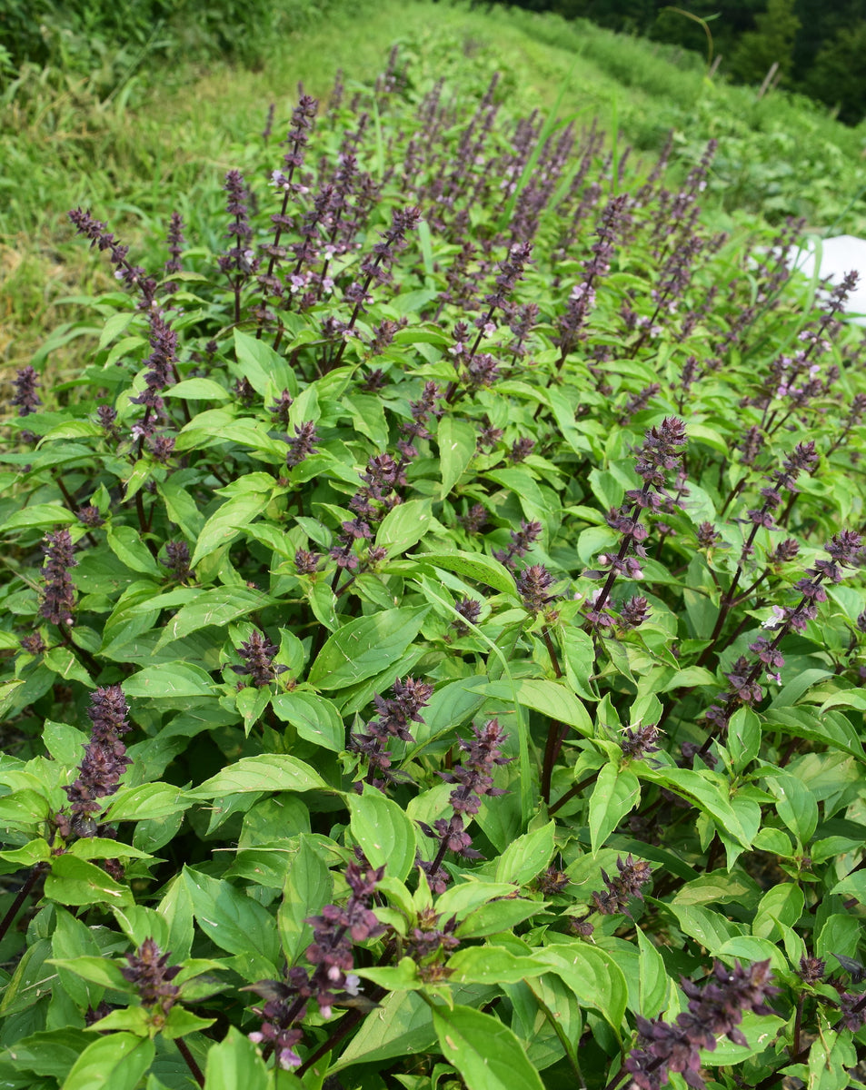 Thai Basil North Circle Seeds