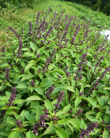 Thai Basil