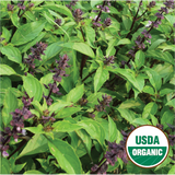 Thai Basil