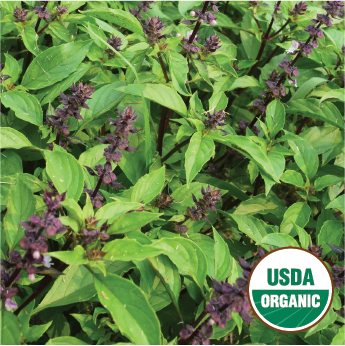 Thai Basil