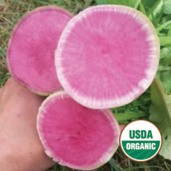 Watermelon Radish