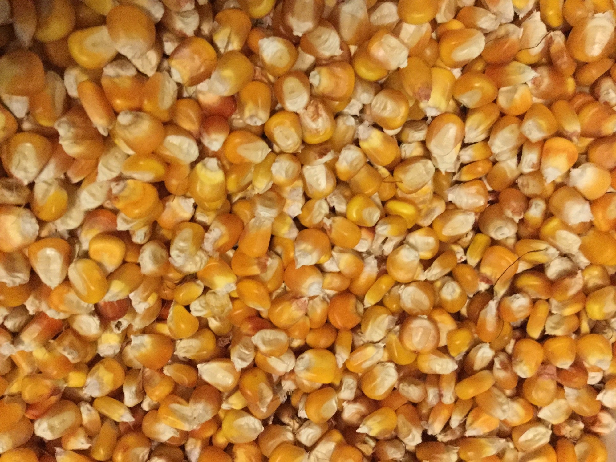 Orange Color Corn Orange Corn – North Circle Seeds