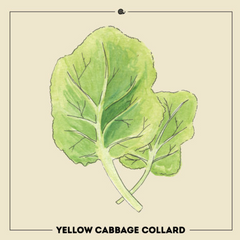 Yellow Cabbage Collard