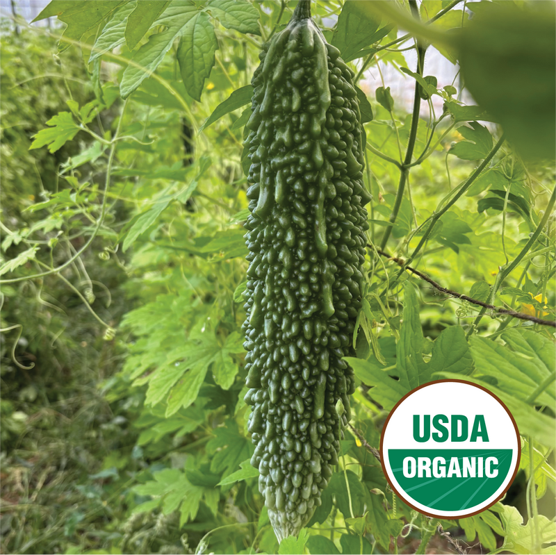 bitter melon seeds for planting Bitter Melon – North Circle Seeds