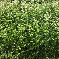 Buckwheat - Cover Crop Seed