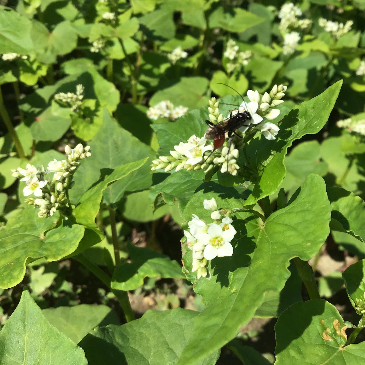 Buckwheat Cover Crop Seed North Circle Seeds