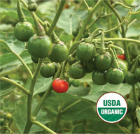 2026 Seeds – North Circle Seeds