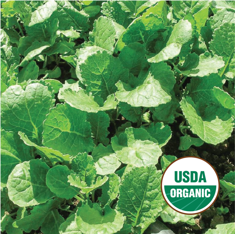 ethiopian cabbage plant Ethiopian Kale – North Circle Seeds