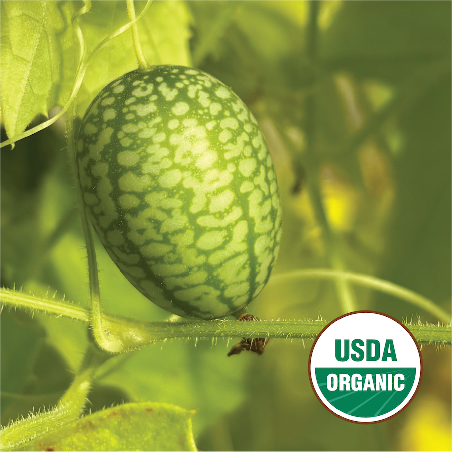 Mexican Sour Gherkin – North Circle Seeds