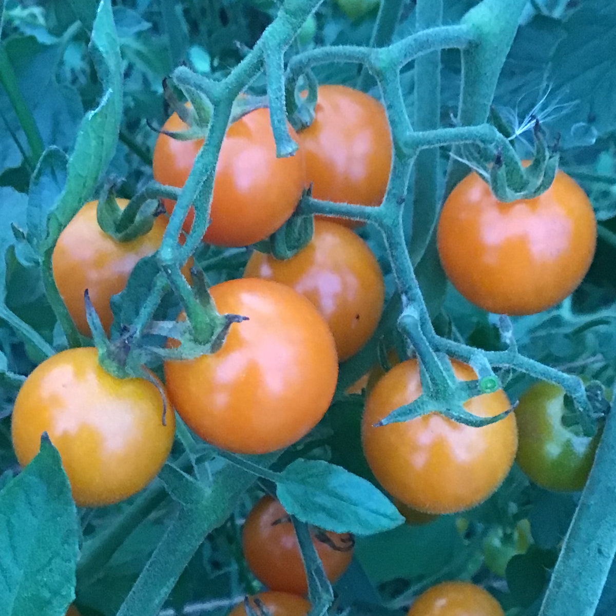 Mandarin Dream North Circle Seeds mandarin-dream-north-circle-seeds